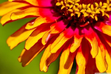 Zinnia Macro HD Desktop Wallpapers : Widescreen : High Definition ...