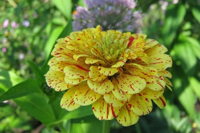 Yellow Zinnia