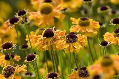 Desktop Wallpapers Of A Garden Of Orange Zinnia Flowers