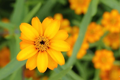 2560x1440 Wallpapers Zinnia Angustifolia Up Close Wallpaper Backgrounds