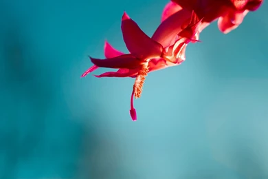 Official Windows 8 Wallpapers