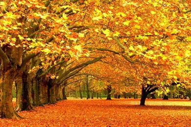 30 Most Beautiful Autumn Wallpapers Hd Mixhd Wallpapers Desktop Background