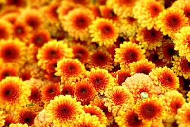 Autumn Flower Wallpapers