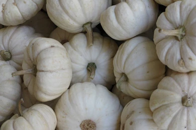 White_mini_pumpkins.jpg