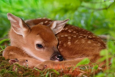 Cute Animal Tag   WalOps.com