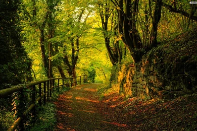 YouWall   Forest Road Wallpapers   Wallpaper,wallpapers,free ...