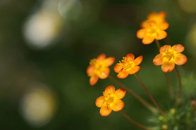 1280x851px Cute Small Yellow Flowers