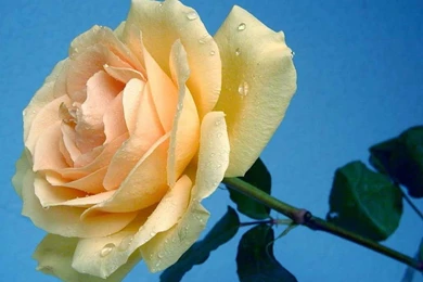 Cute Pictures Of Flowers HD Wallpapers Lovely