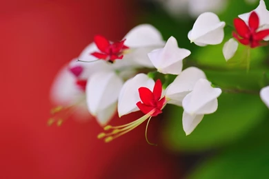 Very Cute Little Flowers Wallpapers   1920x1200   543564