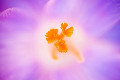 Crocus Heuffelianus Flower Wallpapers