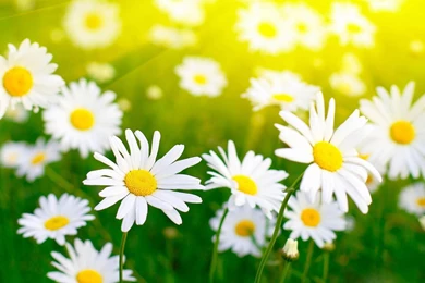 White Flowers Images And Wallpapers Download