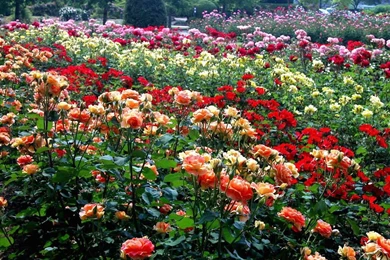 Rose Garden Wallpapers