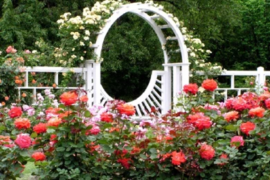 Beautiful Rose Garden (