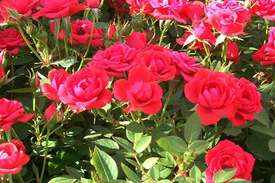 Rose Flowers Wallpaper: Rose Flower Garden Wallpapers
