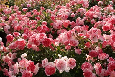 Gardens Wallpaper: Flower Nature Beautiful Mood Rose Garden Pink ...