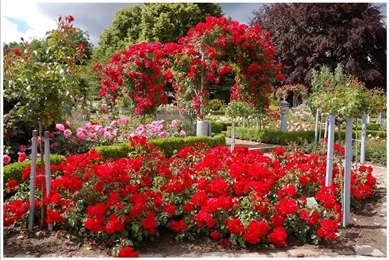 Red Rose Garden Ideas