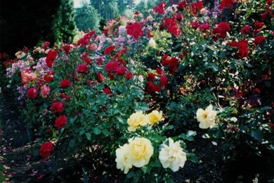 Rose Flowers Wallpaper: Rose Flower Garden Wallpapers