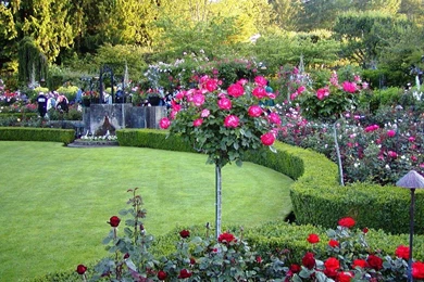A Rose Garden   (
