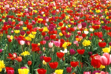 Flower Garden: Rose Flower Garden Rose Flower Garden HD Wallpapers ...