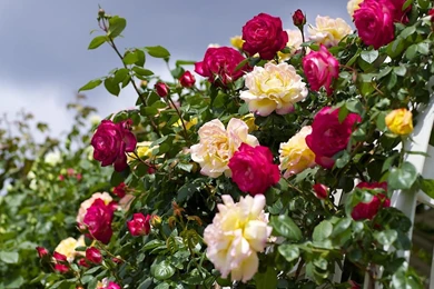 Download Wallpapers 1920x1080 Roses, Flowering, Garden, Sky ...