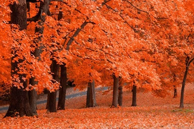 Beautiful Fall Backgrounds Wallpapers Panda 1440x900px Wallpapers ...