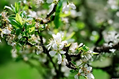 Apple_Blossom___wallpaper___by_SaleMK.jpg