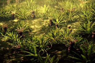 Live Wallpapers For Windows 7, 8, Vista, XP