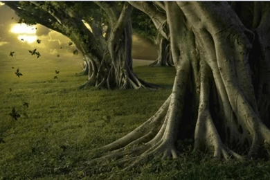 Summer leaves dreamscene.png