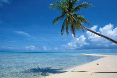 Beautiful Beach With Coconut Tree Wallpapers Hd   Free Android ...