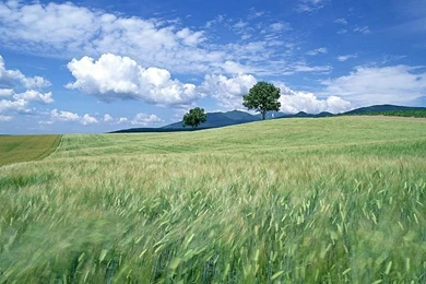 Cornfield Pictures, Wheat Field Scene Wallpapers1   Wallcoo.net