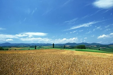 Cornfield Pictures, Wheat Field Scene Wallpapers2   Wallcoo.net