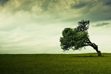 Scenery, Wallpaper, Sandbox, Beautiful, Natural, Plants, Scene ...