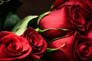 Rose Wallpaper,download Free Wallpaper,free Images