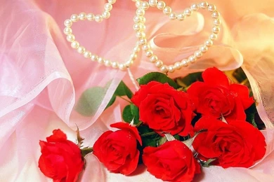 Rose Wallpaper,download Free Wallpaper,free Images