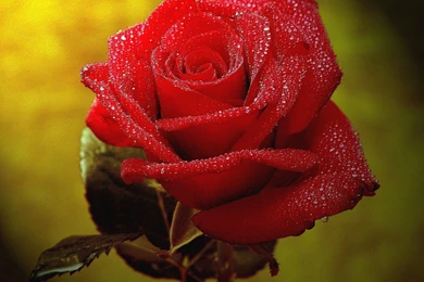 Beautiful_red_rose_background.jpg