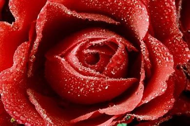 Red Roses Wallpapers Free Download   5 Items