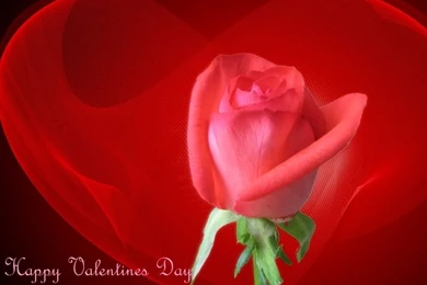 Red Rose Wallpapers For Mobile   HD Wallpapers Lovely