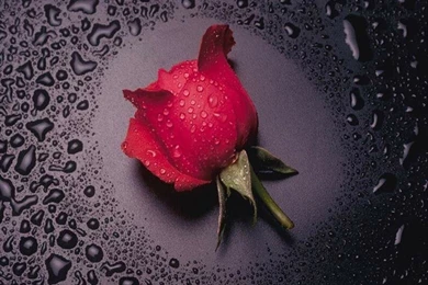 Rose Wallpapers: 09/16/11