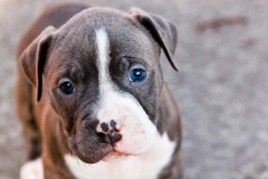 Cute And Funny Pitbull Puppy