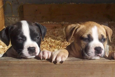 Blue Nose Pitbull Puppies Wallpapers