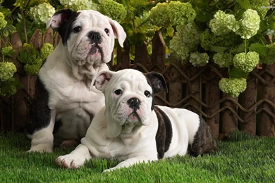 Cute Brown Pitbull Puppies   Wallpaper.