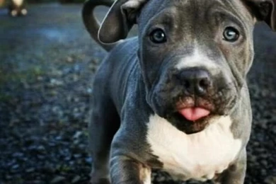 Cute Brown Pitbull Puppies   Wallpaper.