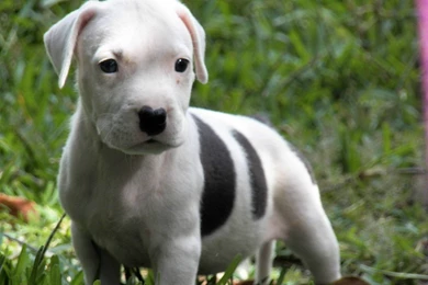 Cute Pitbull Puppies Tumblr   Wallpaper.