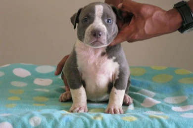 Pitbull Dog Puppy Wallpapers   , New Wallpapers, New Wallpapers