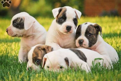 Cute American Bulldog Puppies Family Pets