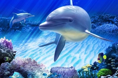 Underwater Art For Glass Doors & Windows. On Pinterest