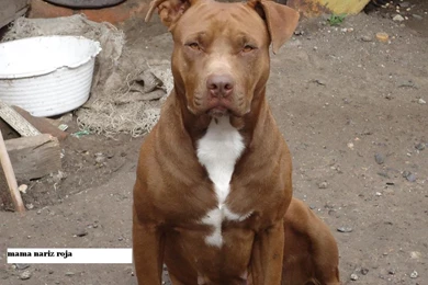 Red Nose Pitbull Wallpapers   Wallpapers Cave