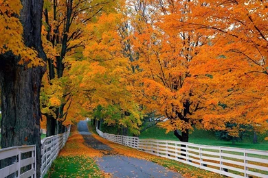 Fall Leaves Wallpapers Free   Wallpapers Cave