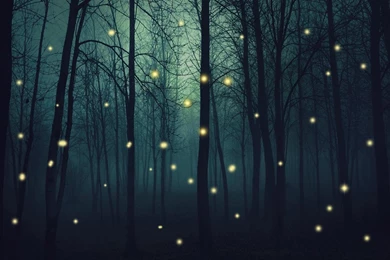 Fireflies Live Wallpapers   Android Apps And Tests   AndroidPIT