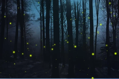 Firefly Nights >> HD Wallpaper, Get It Now!